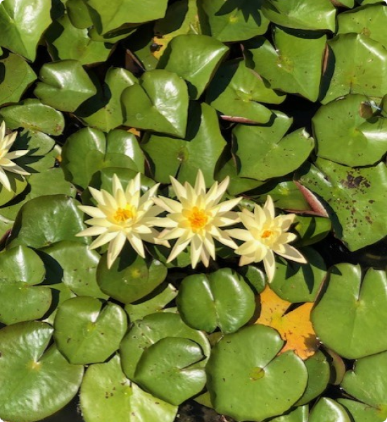 Lilies in pond