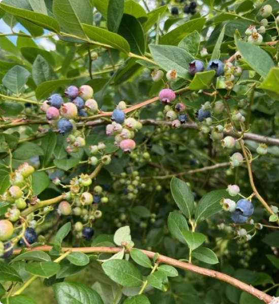 Blueberry Bushes