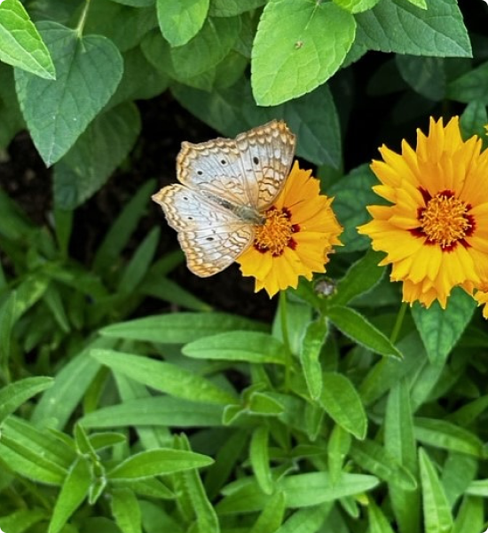 Butterfly on flower